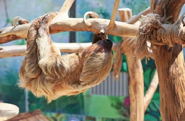 秋光正好，栖霞来邀