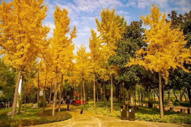 曲江银杏观赏季丨漫步金色世界，享受秋日时光