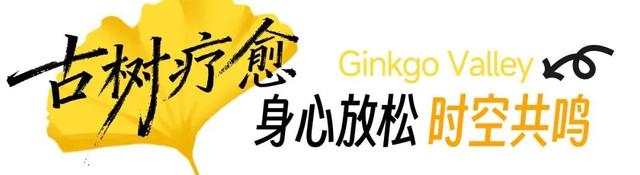 黄都黄了，不如来银杏谷走走