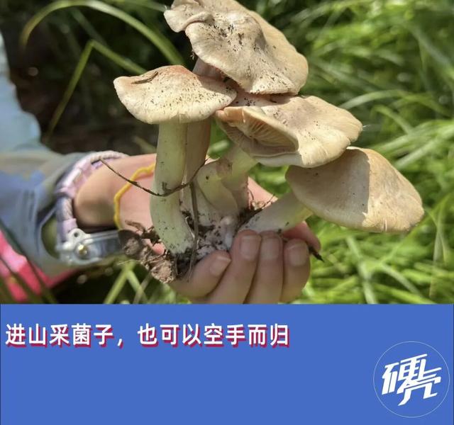 假期新点子,进山捡菌子
