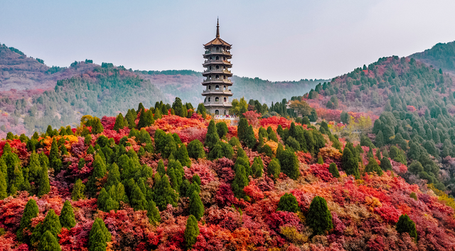 提前染红！济南红叶谷“红”得比往年早，漫山红叶惹人醉