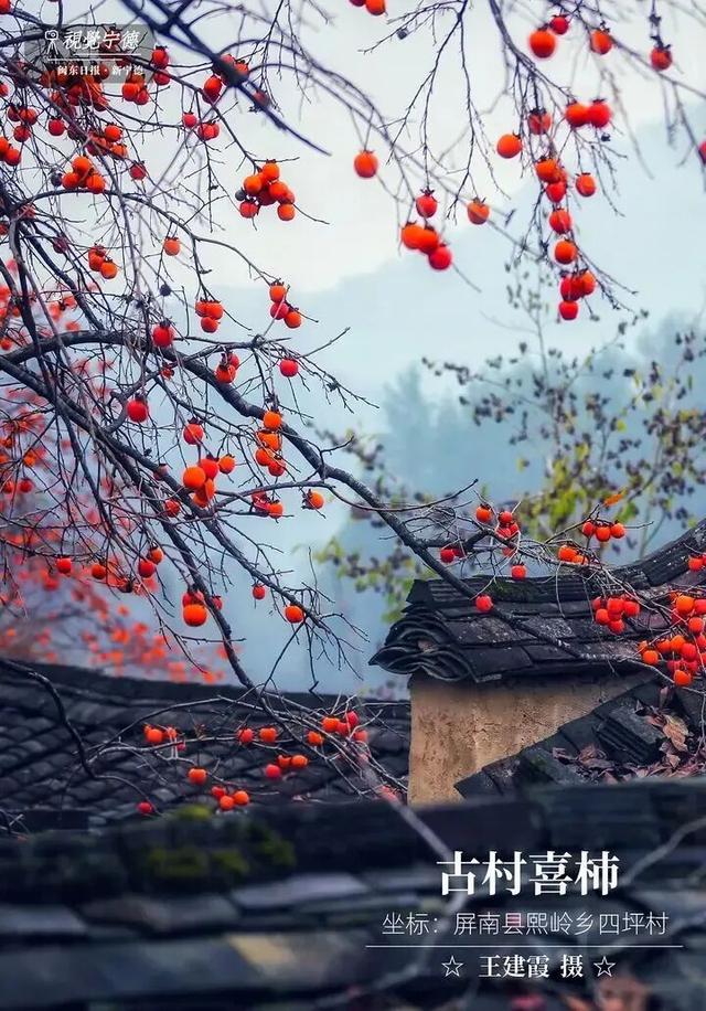 走！去屏南！这些柿子打卡点请收好→