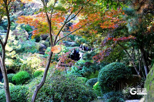 落叶如画！青岛“落叶缓扫”，触手可及的限定美好