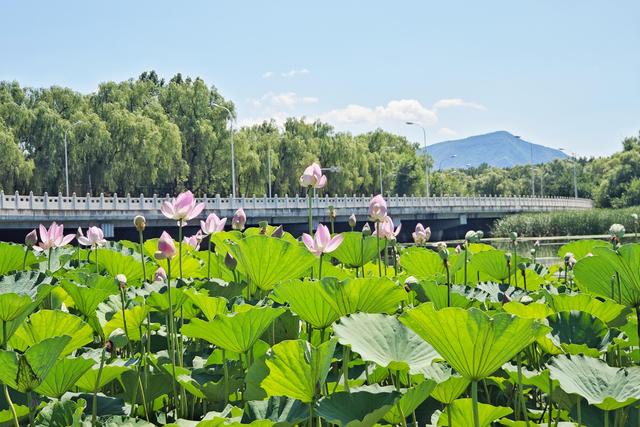 蓝天碧水！北京南沙河变身“治愈系”打卡地