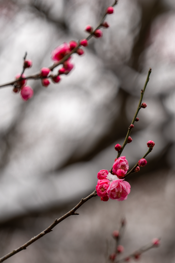 马鞍山这片花海，免费又出片！
