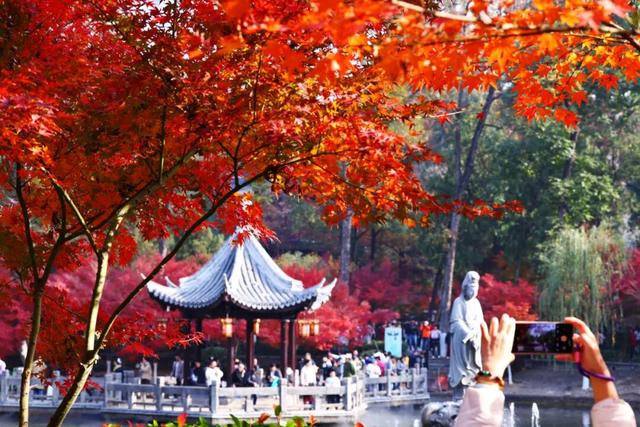 栖霞山人气爆棚，红叶超长待机！@友友们，错峰更有乐趣哦~