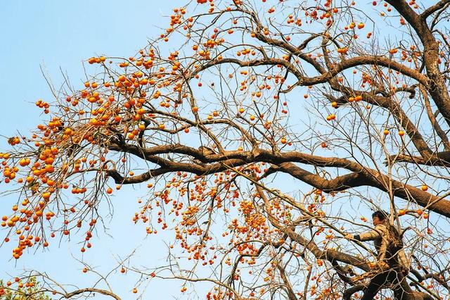 随州这6个中国传统村落,变了!爱了!