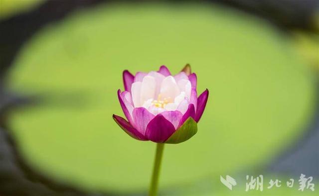晨昏皆入画，荷香满江城