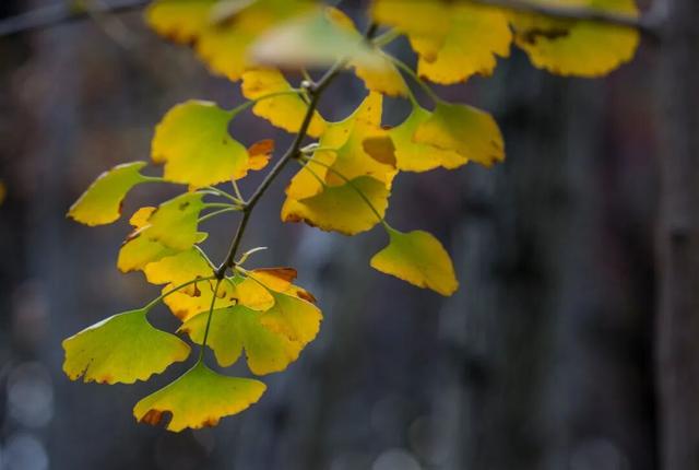 一大波美图袭来！长宁赏秋秘境藏不住啦～