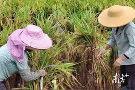 抢收补救、快速理赔……茂南区以“迅”制汛，助农减灾复产图片