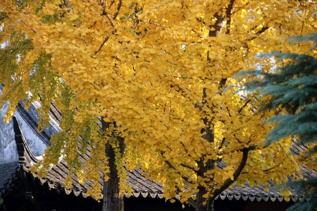 江苏苏州：桐泾公园斑斓冬景引客来