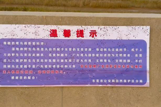 东营观鸟季开启！停车、厕所、休息站……便民服务已就位