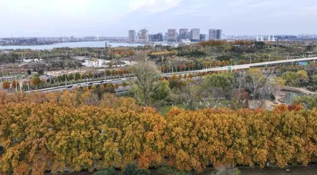 全部免费！郑东新区公交、地铁直达的8大赏秋圣地！
