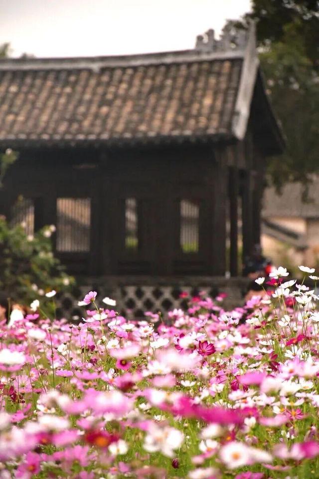 转角遇花海，深圳一地被“挤爆”！网友：怎么拍？求赐教