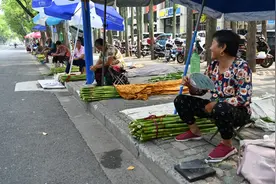 崇明芦穄正当时，你会挑吗？图片