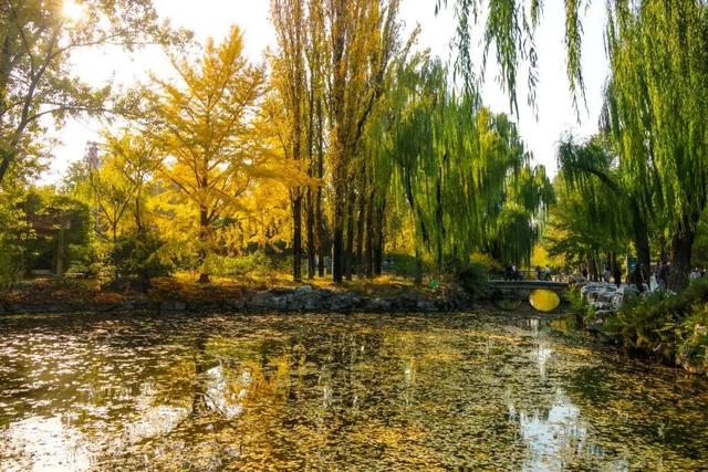 当立冬遇见金秋，北京动物园赏秋打卡攻略