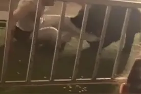 惊险！马戏团表演时黑熊扑倒驯兽师，最新回应来了图片