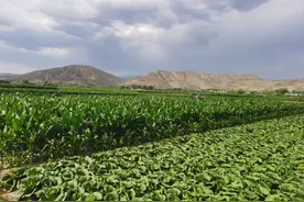 沙葱、陇椒、定西马铃薯……叮咚买菜上新多款“戈壁菜”图片