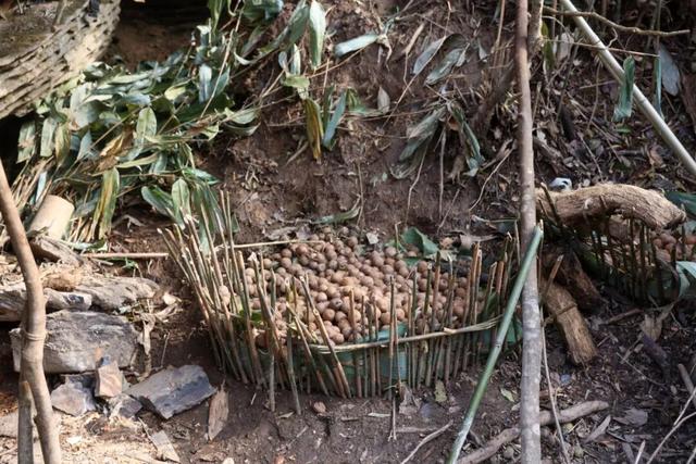 那么多荒野求生，怎么就七星山爆了｜记者行思