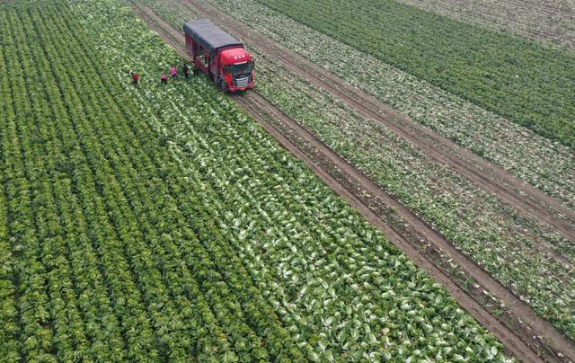 逍遥蒙城，自在生长