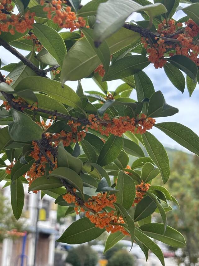 秋意渐浓，桂花灼灼映西坡