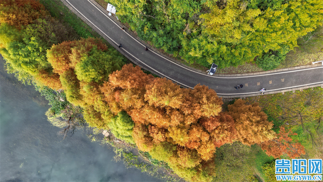 这含“金”量，不摆啦！贵阳的秋天，谁懂？
