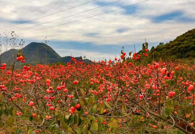 广西这座高铁站内，为啥众多旅客手拿树枝?