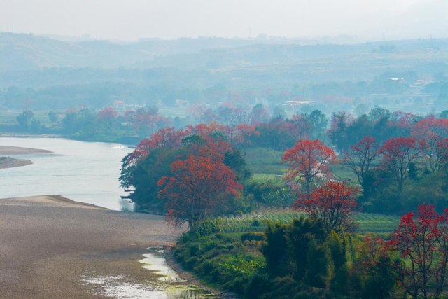 保山潞江坝迎来木棉花盛放期
