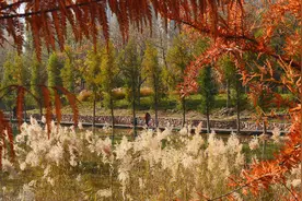 芦花白、杉叶彩……郑州专属“莫奈花园”美景看不尽！图片