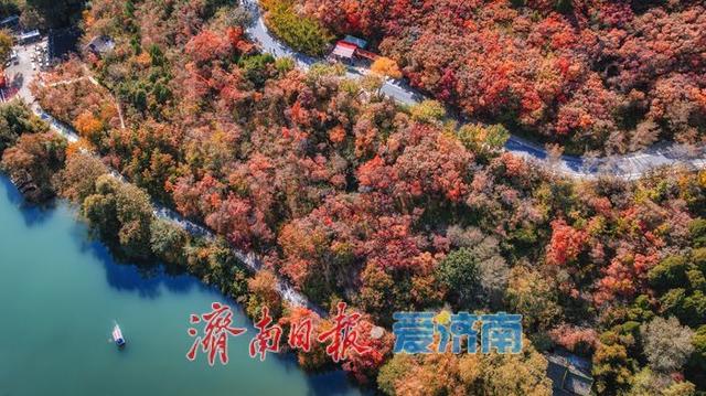 济南红叶谷：万山红遍层林尽染，秋日胜景醉游人