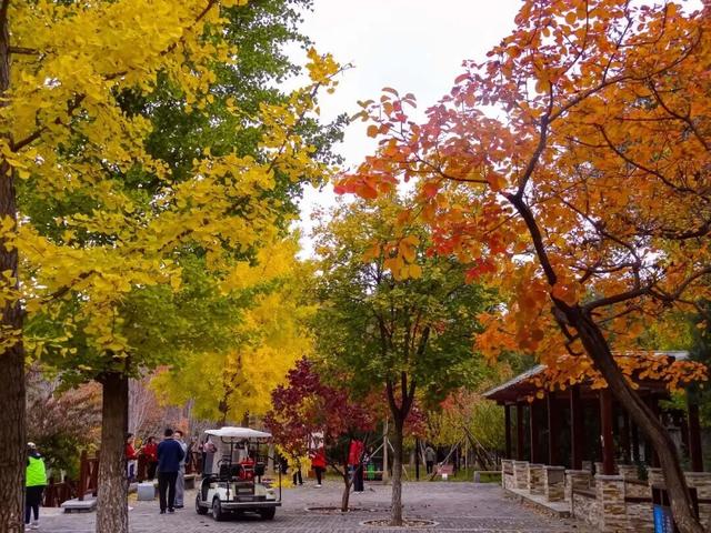 多彩京秋各区巡游丨丰台区启动“花园城市 丰彩秋韵”系列活动，七大主题邀市民共赏金秋！