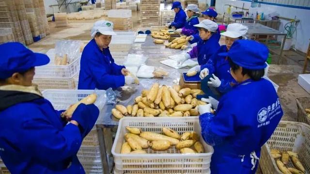 来洪湖，“藕”遇千年秋色！