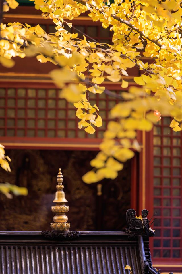 北京八大处大悲寺：银杏撒“金	”映古建