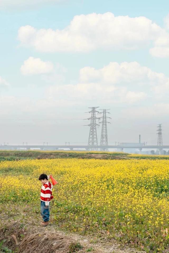 大冬天去赏什么花~油菜花！