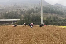 沿河：人勤春来早 果树嫁接忙图片
