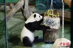 台北市动物园：大熊猫“团团”标本已制作完成 离世周年将邀粉丝缅怀图片