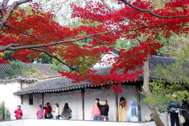 江苏苏州：拙政园“枫”景醉游人