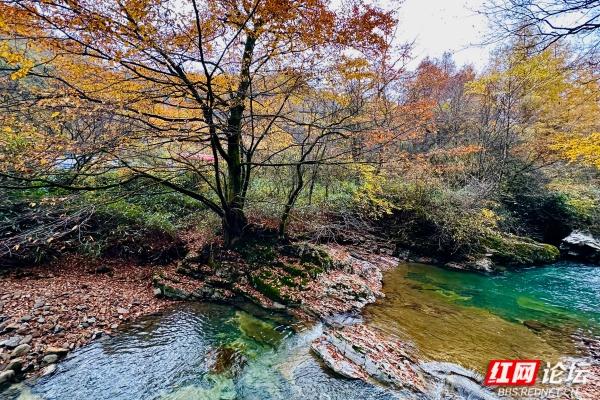 岁暖时刻丨光雾山诺水河那片秋末初冬的景色好撩人