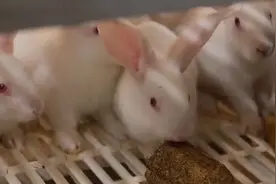 兔子的“真爱”并非萝卜和青菜！专家解读兔子的营养需求图片