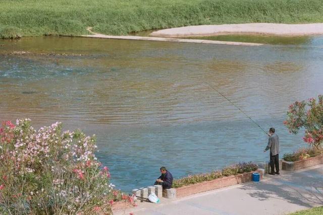 转角遇花海，深圳一地被“挤爆”！网友：怎么拍？求赐教