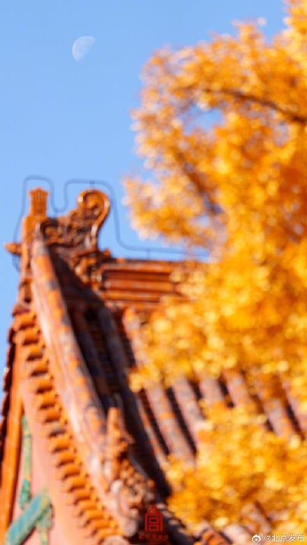 转发收藏！故宫初冬鎏金壁纸上新了 第3张