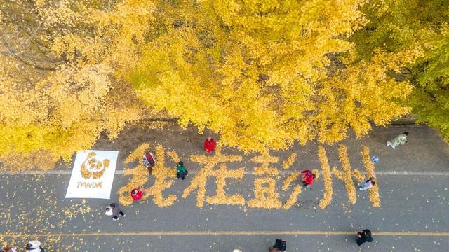 落叶缓扫，诗意长留！彭州的秋天被“绣”在了大地上