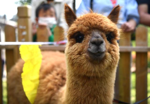 世界微笑日丨那些“天生爱笑”的萌物们