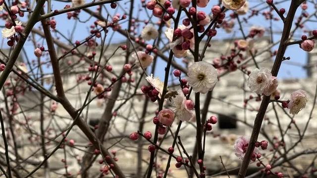 京城春早启新程｜梅香报春！北京开启早春赏花模式