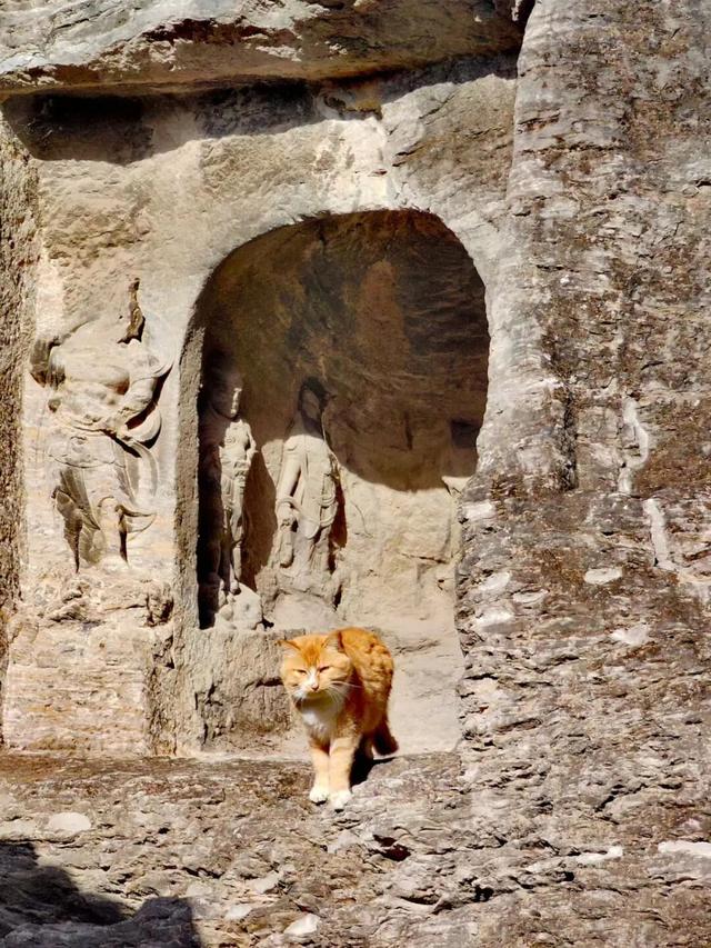 “一生总要去一次龙门石窟”