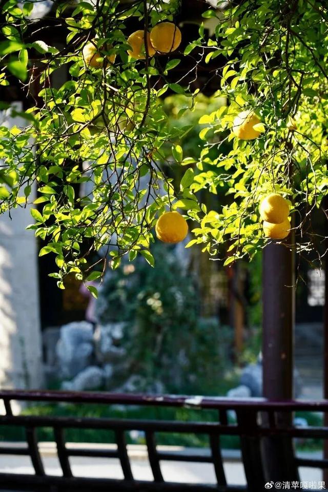 怎么能错过秦淮的秋天呢？