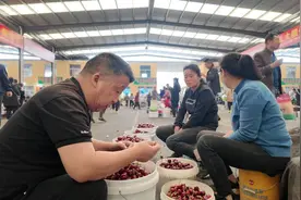 临朐大樱桃产值破35亿，三大举措赋能“中国大棚樱桃第一县”图片