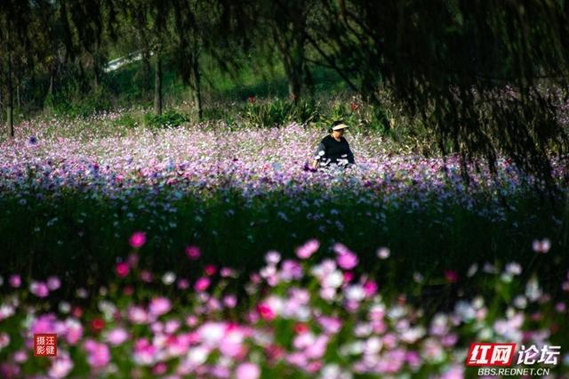 秋游时刻丨在安乡书院洲，被格桑花海和柳林清风彻底治愈了