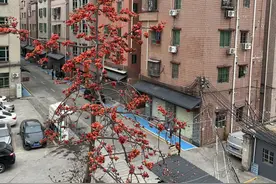 开发商主导的城中村改造，限期内无法拆完可转由政府主导图片