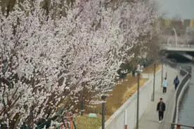 来北京亮马河 打卡春日桃花美景图片